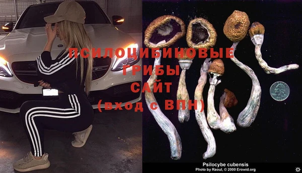 сатива Каменногорск
