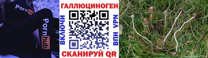 Купить закладки  Николаевск-на-Амуре  Псилоцибиновые грибы Cubensis 